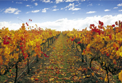 Yarra Valley and Dandenong Ranges